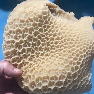 【熟食全熟金钱肚】牛肚美味，舌尖狂欢，美味难挡
