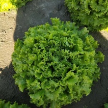 机乌生菜种子大速生菜种籽四季种植盆栽生吃耐热沙拉蔬菜