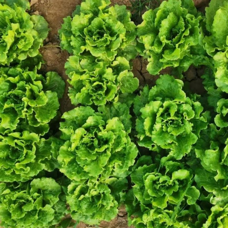 机乌生菜种子大速生菜种籽四季种植盆栽生吃耐热沙拉蔬菜
