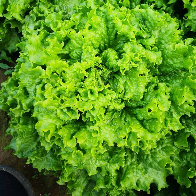 机乌生菜种子大速生菜种籽四季种植盆栽生吃耐热沙拉蔬菜