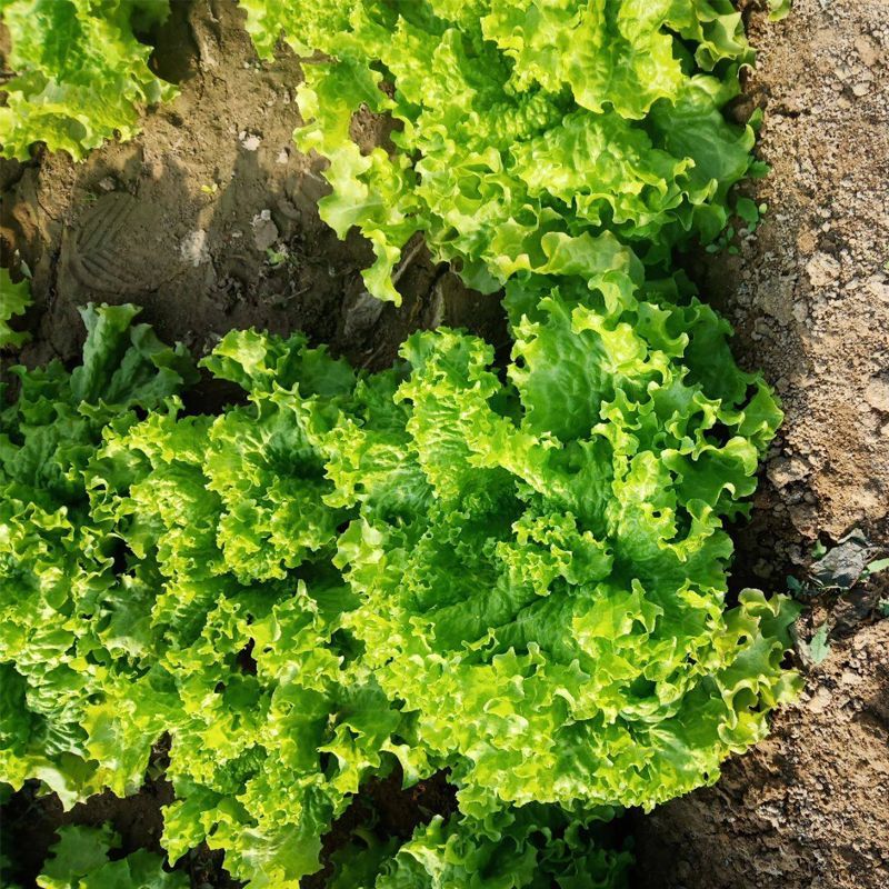 机乌生菜种子大速生菜种籽四季种植盆栽生吃耐热沙拉蔬菜
