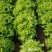 机乌生菜种子大速生菜种籽四季种植盆栽生吃耐热沙拉蔬菜