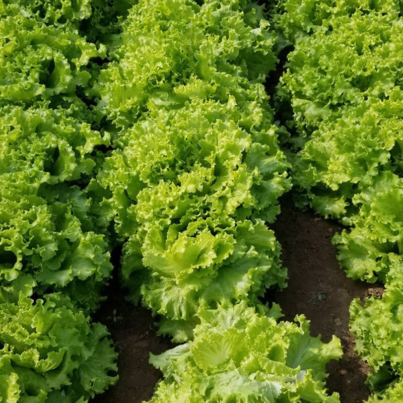 机乌生菜种子大速生菜种籽四季种植盆栽生吃耐热沙拉蔬菜