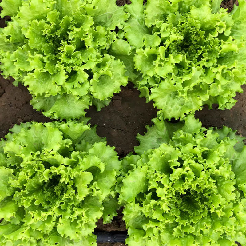 机乌生菜种子大速生菜种籽四季种植盆栽生吃耐热沙拉蔬菜