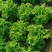 机乌生菜种子大速生菜种籽四季种植盆栽生吃耐热沙拉蔬菜