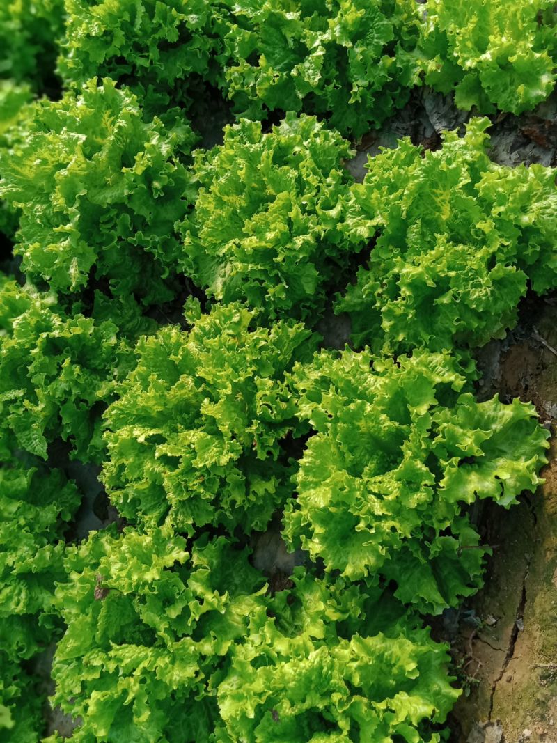 机乌生菜种子大速生菜种籽四季种植盆栽生吃耐热沙拉蔬菜