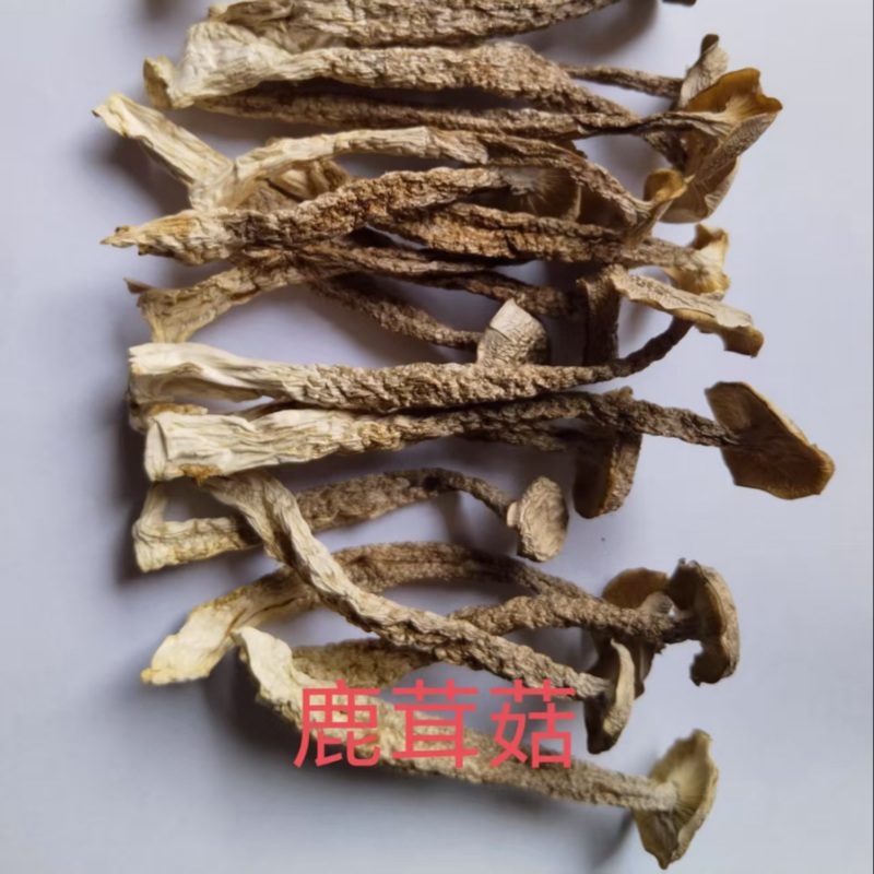 鹿茸菇大量供应一手货源品质保证欢迎老板选购