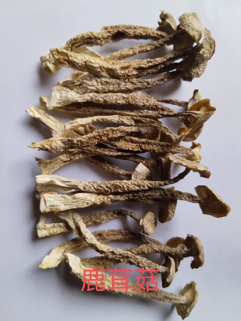 鹿茸菇大量供应一手货源品质保证欢迎老板选购