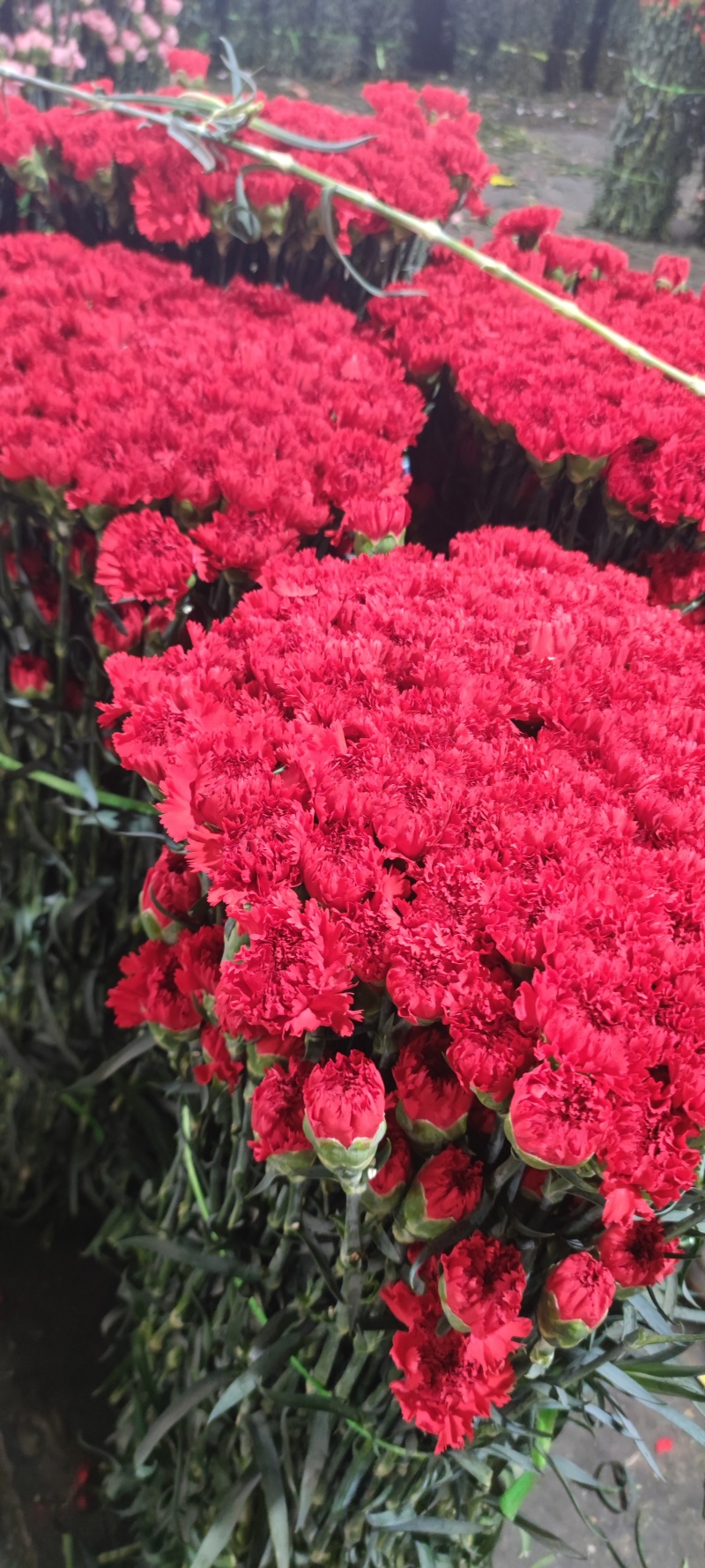 ，康乃馨鲜切花