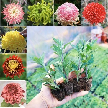 菊花苗牡丹菊四季开花，量大从优，品质保证，欢迎选购