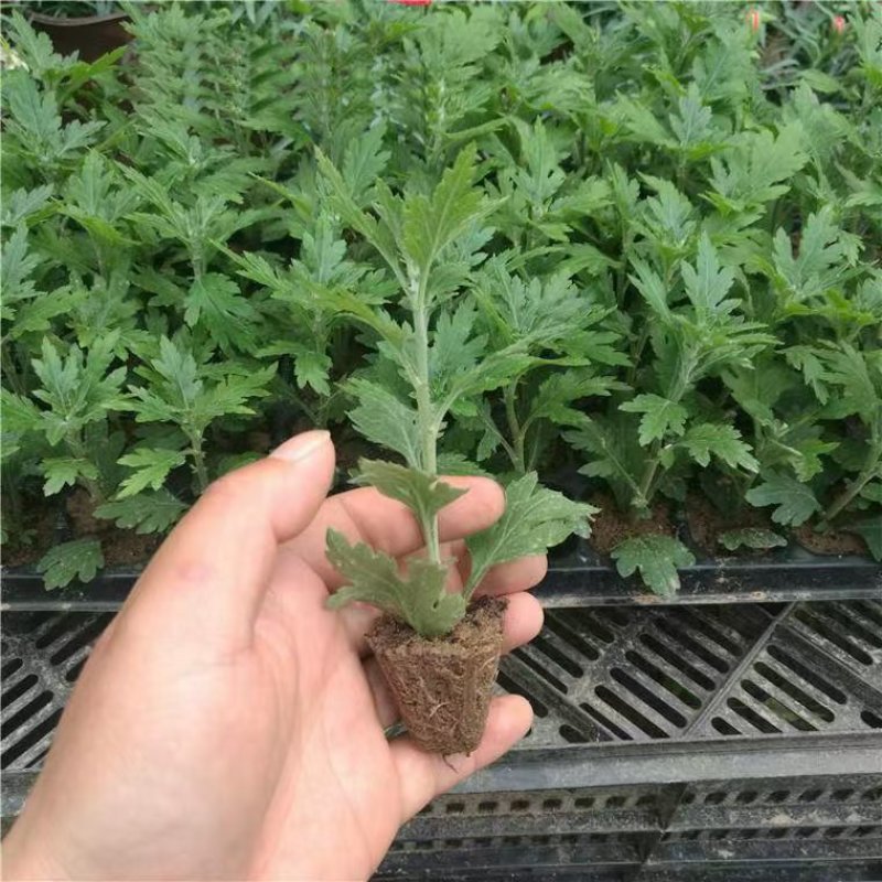 菊花苗牡丹菊四季开花，量大从优，品质保证，欢迎选购