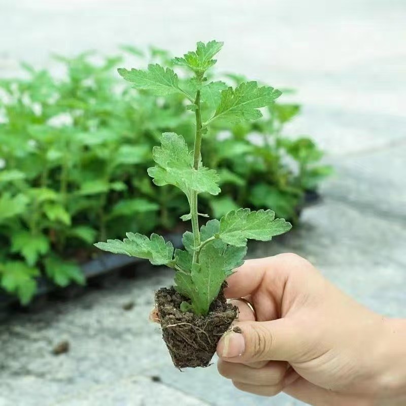 菊花苗牡丹菊四季开花，量大从优，品质保证，欢迎选购