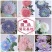 菊花苗牡丹菊四季开花，量大从优，品质保证，欢迎选购