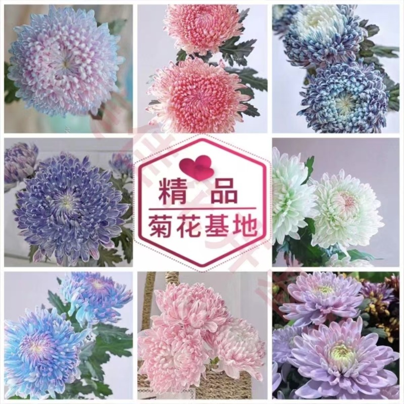 菊花苗牡丹菊四季开花，量大从优，品质保证，欢迎选购