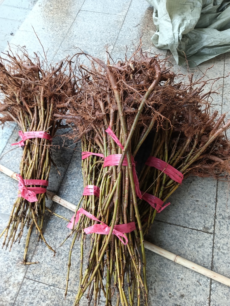 泡桐苗紫花泡桐泡桐小苗