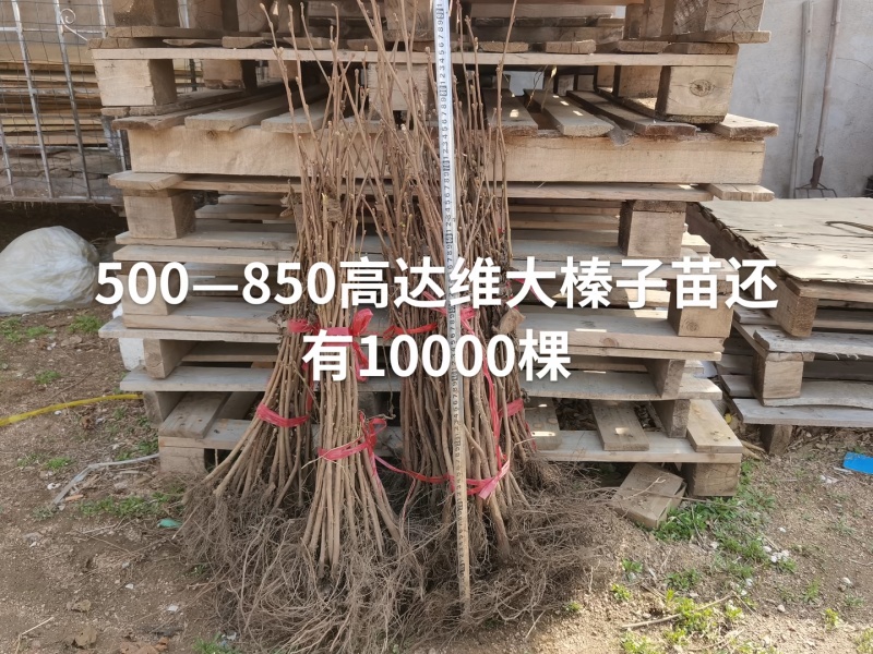 出售正品达维大榛子大苗，小苗