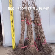 出售正品达维大榛子大苗，小苗