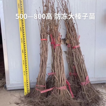 出售正品达维大榛子大苗，小苗