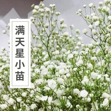 云南满天星花苗盆栽迷你四季开花小叶吉普赛满天星