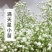 云南满天星花苗盆栽迷你四季开花小叶吉普赛满天星