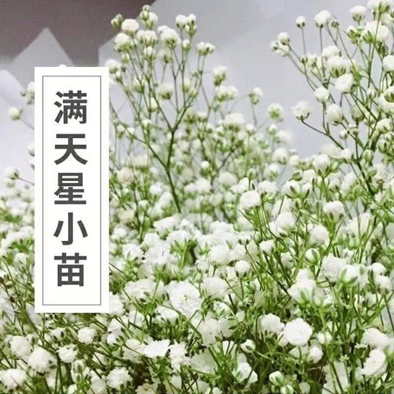 云南满天星花苗盆栽迷你四季开花小叶吉普赛满天星