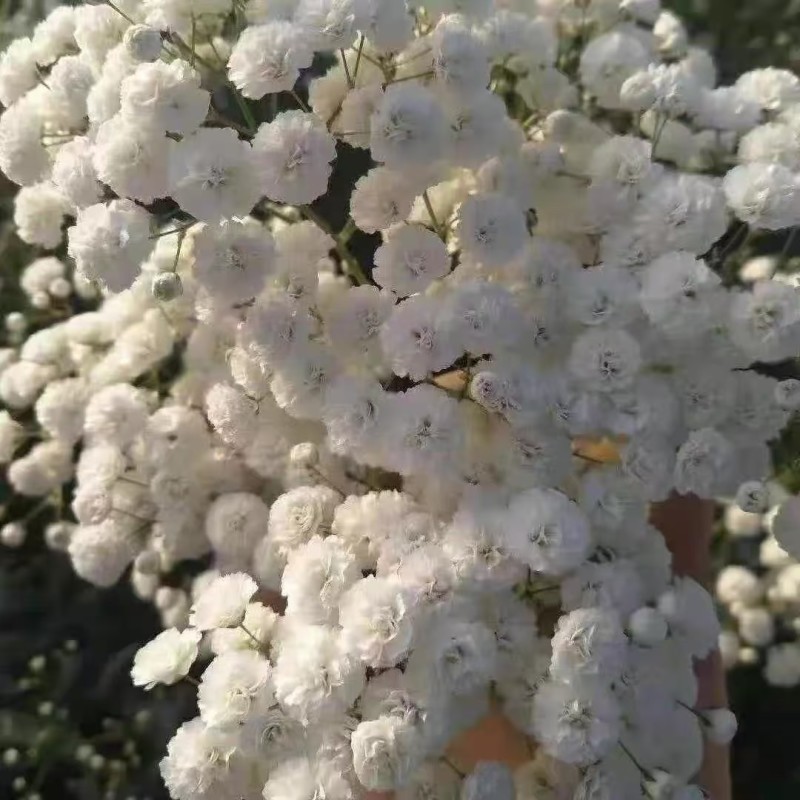 云南满天星花苗盆栽迷你四季开花小叶吉普赛满天星