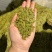 500g高档明前龙井新茶高山绿茶茶叶浓香型绿茶浓香耐泡
