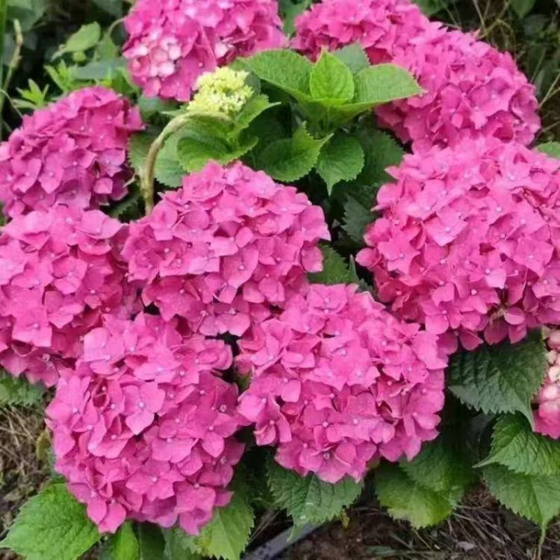 云南大花重瓣绣球花苗无尽夏八仙花种苗变色花鲜花盆栽四季