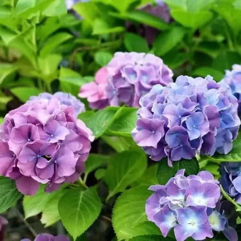 云南大花重瓣绣球花苗无尽夏八仙花种苗变色花鲜花盆栽四季