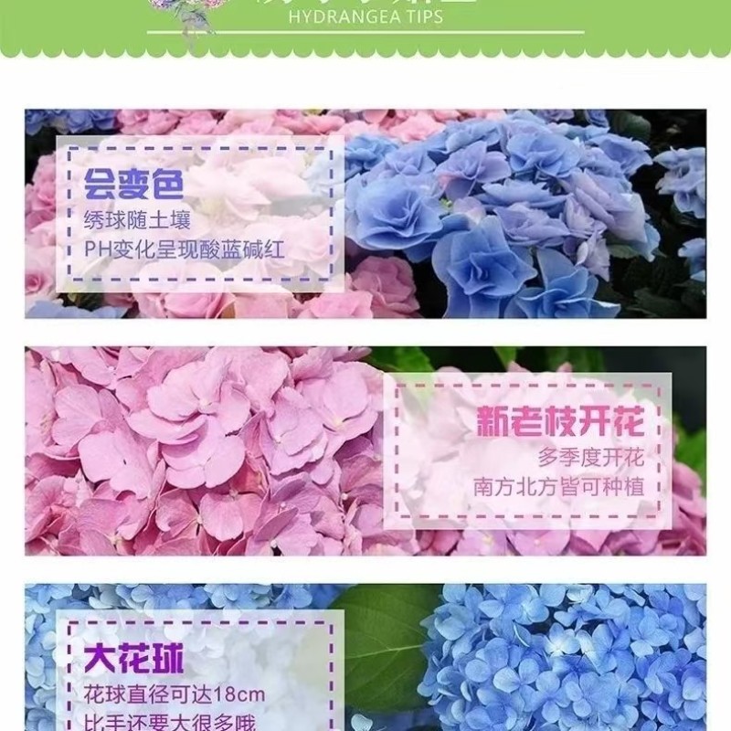 云南大花重瓣绣球花苗无尽夏八仙花种苗变色花鲜花盆栽四季
