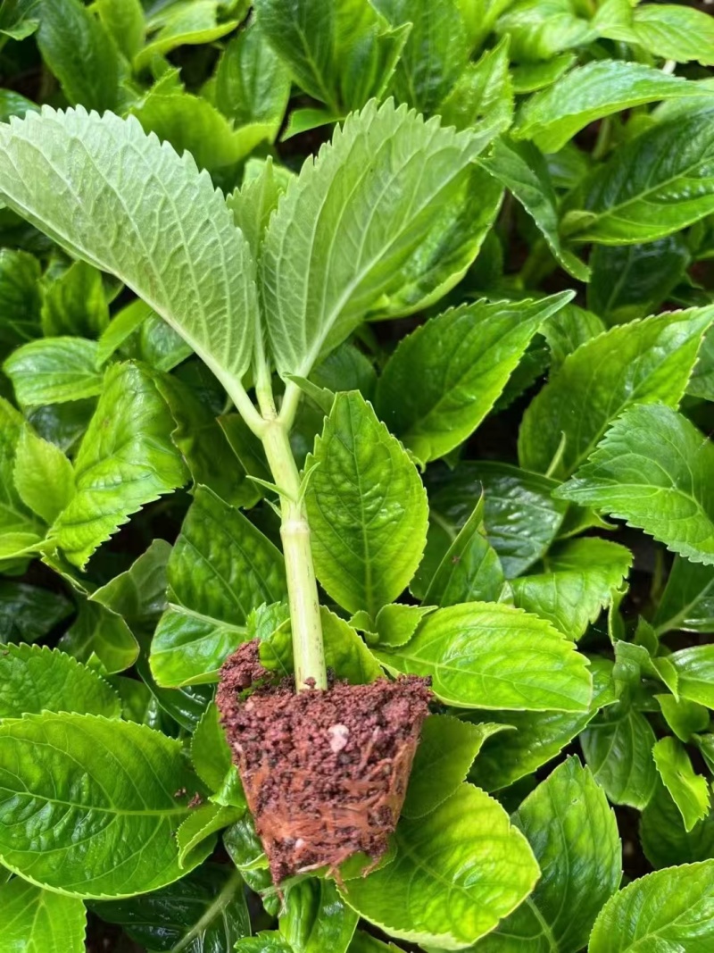 云南大花重瓣绣球花苗无尽夏八仙花种苗变色花鲜花盆栽四季