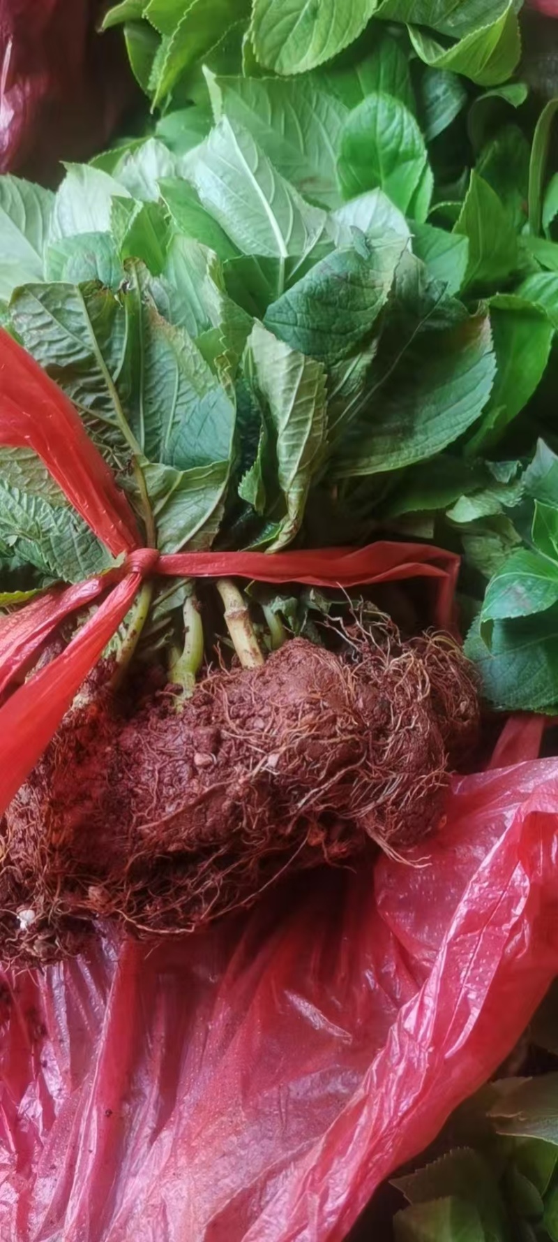 云南大花重瓣绣球花苗无尽夏八仙花种苗变色花鲜花盆栽四季