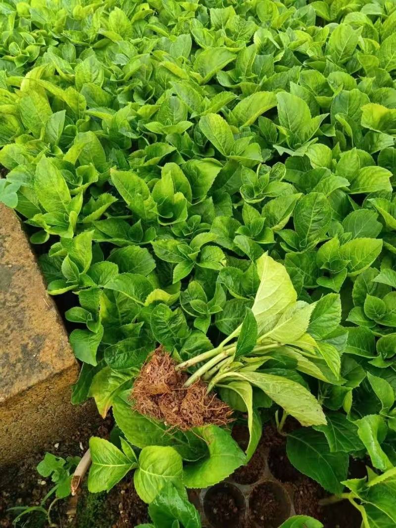 云南大花重瓣绣球花苗无尽夏八仙花种苗变色花鲜花盆栽四季