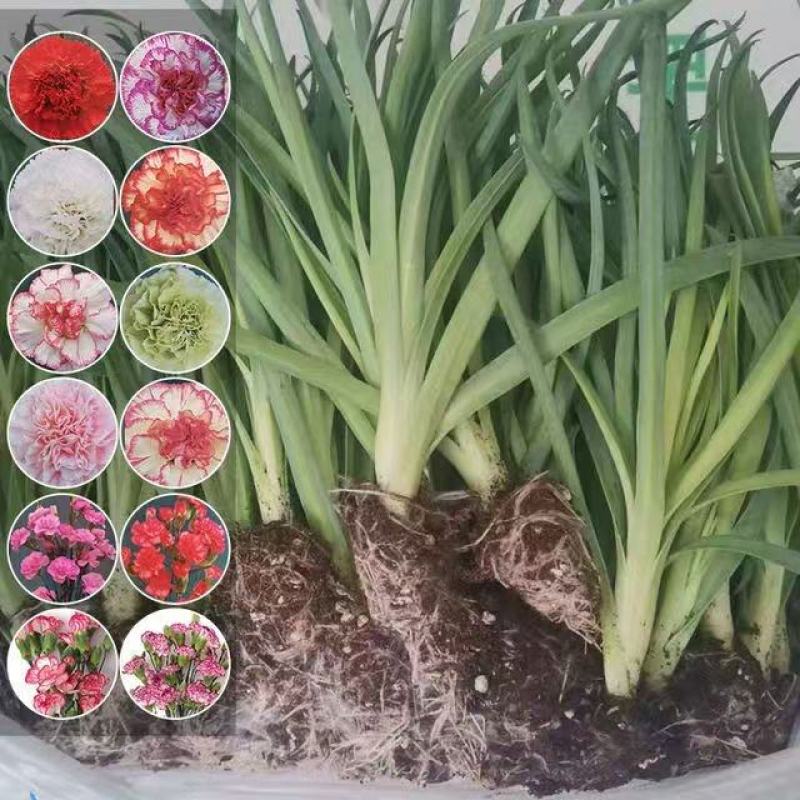 精品康乃馨苗，一手货源，保质保量，包邮到家