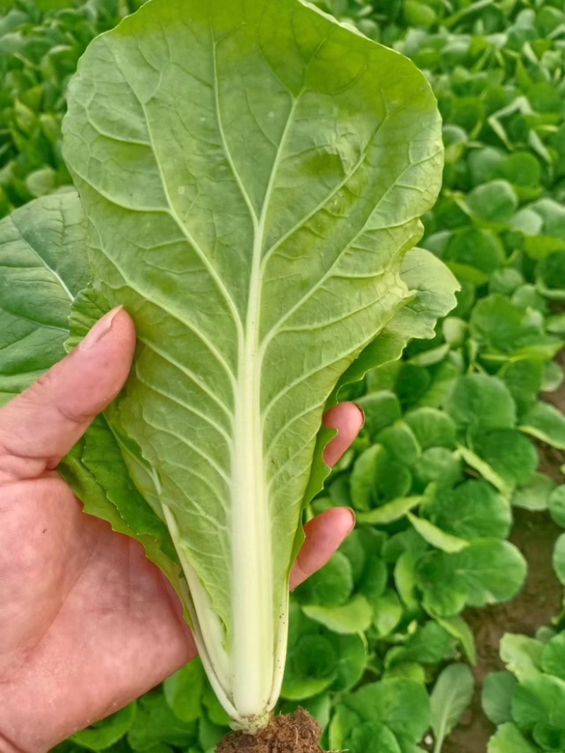 山东快菜产地发货一手货源无虫眼品质好价格美丽