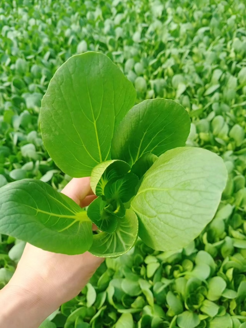 山东快菜产地发货一手货源无虫眼品质好价格美丽