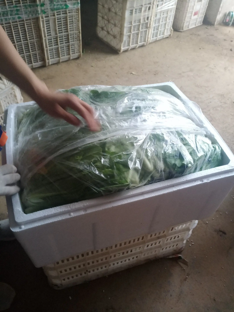 山东快菜产地发货一手货源无虫眼品质好价格美丽