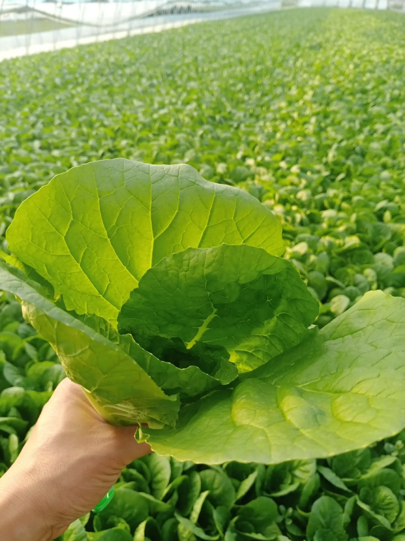山东快菜产地发货一手货源无虫眼品质好价格美丽