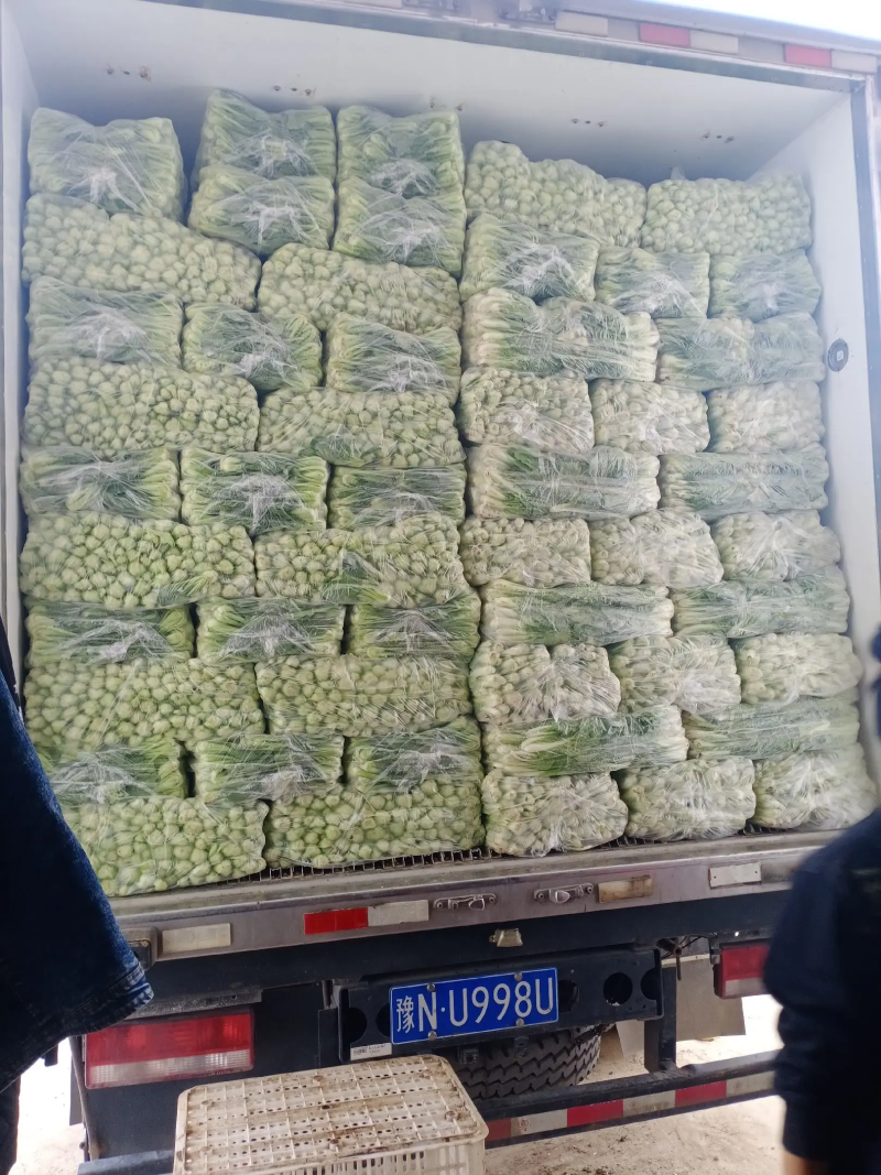 山东快菜产地发货一手货源无虫眼品质好价格美丽
