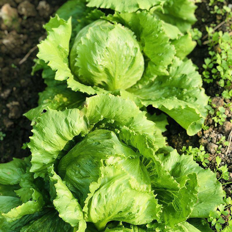 绿金刚结球生菜种子油绿脆嫩杂交抗热耐抽苔圆生菜种籽四季蔬