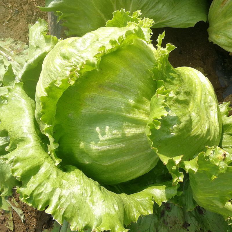 绿金刚结球生菜种子油绿脆嫩杂交抗热耐抽苔圆生菜种籽四季蔬