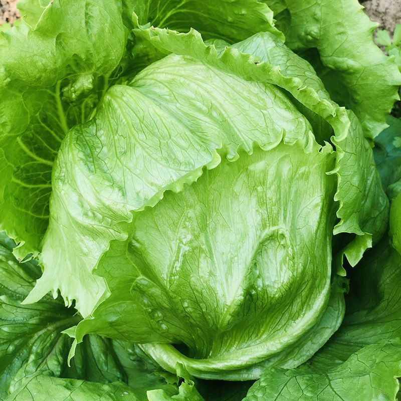 绿金刚结球生菜种子油绿脆嫩杂交抗热耐抽苔圆生菜种籽四季蔬