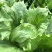 绿金刚结球生菜种子油绿脆嫩杂交抗热耐抽苔圆生菜种籽四季蔬