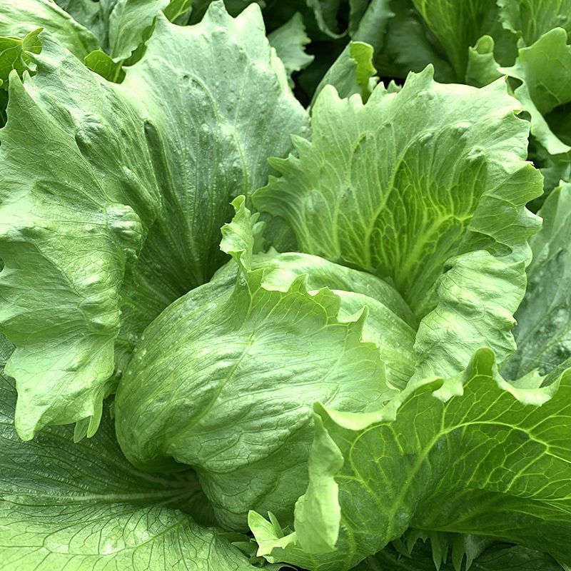 绿金刚结球生菜种子油绿脆嫩杂交抗热耐抽苔圆生菜种籽四季蔬
