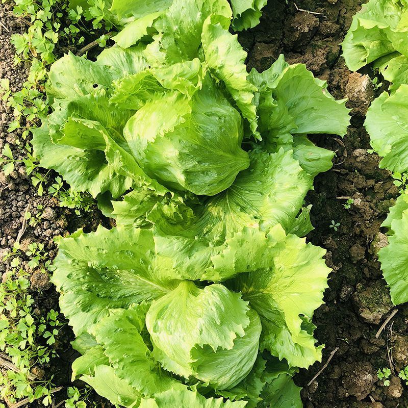 绿金刚结球生菜种子油绿脆嫩杂交抗热耐抽苔圆生菜种籽四季蔬