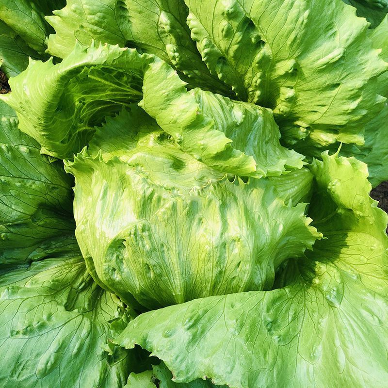 绿金刚结球生菜种子油绿脆嫩杂交抗热耐抽苔圆生菜种籽四季蔬