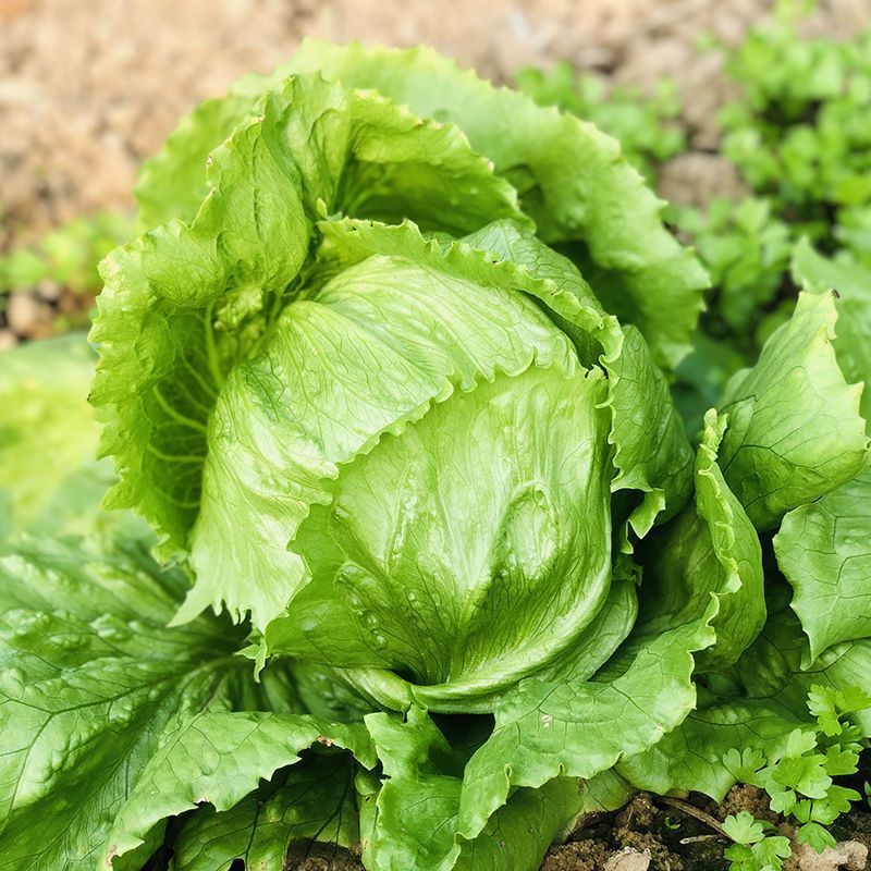 绿金刚结球生菜种子油绿脆嫩杂交抗热耐抽苔圆生菜种籽四季蔬