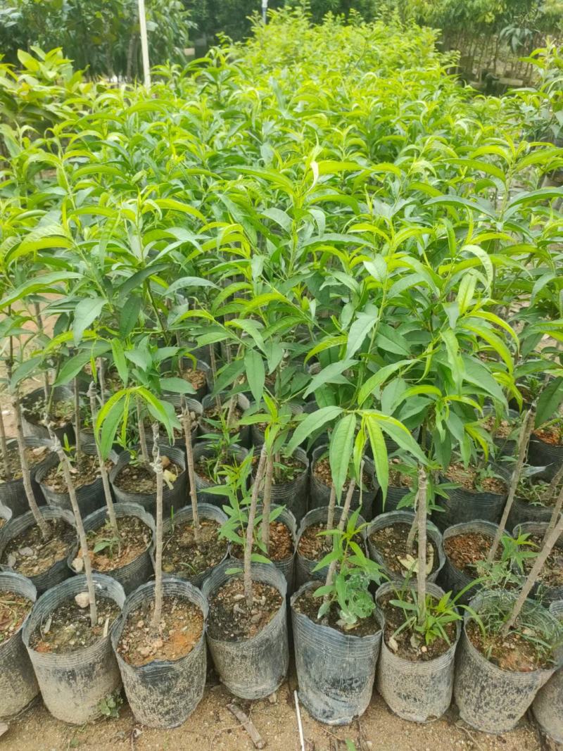 广东连平鹰嘴桃苗杯苗