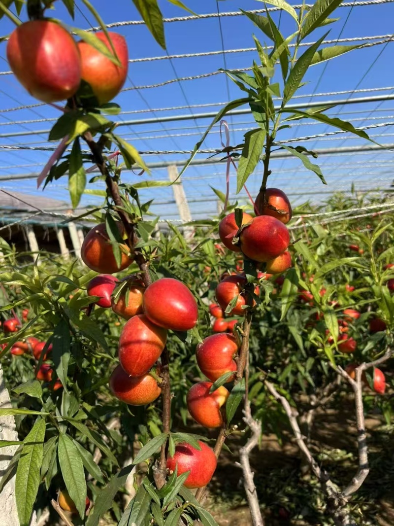 精品油桃冠县油桃山东油桃中油4号大量供应欢迎来