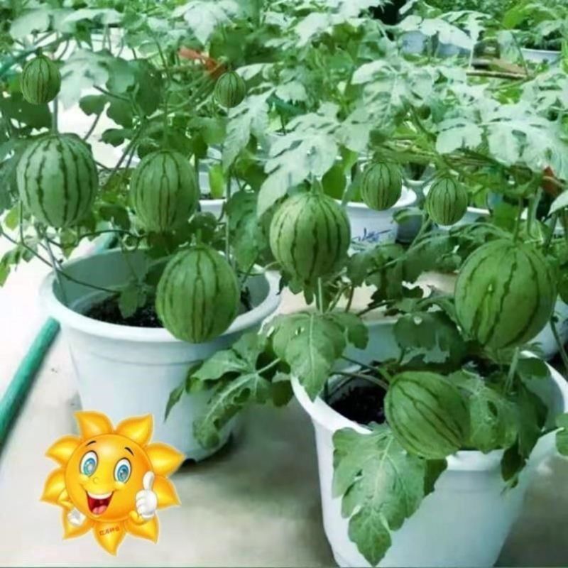 全美2k西瓜精品西瓜小吊瓜小糖丸大量供应欢迎来电